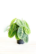 Lemon Lime Prayer Plant - Freedom Ranch