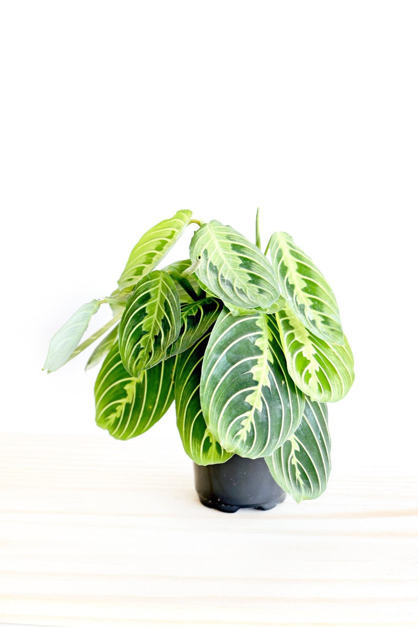Lemon Lime Prayer Plant - Freedom Ranch