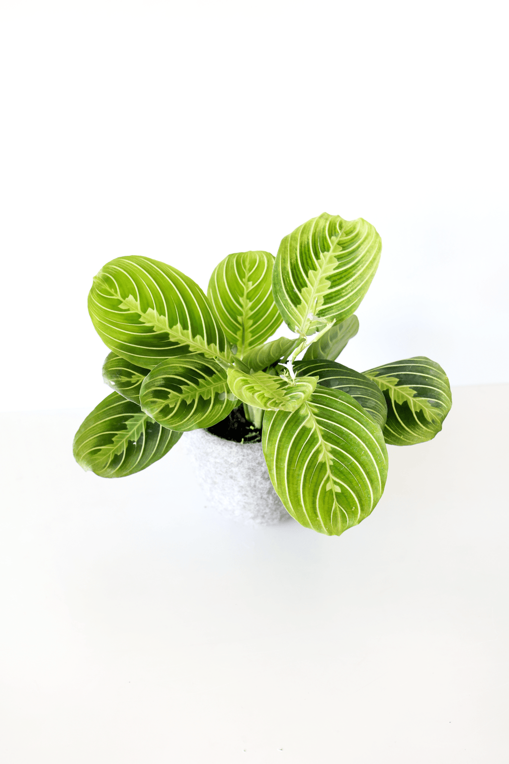 Lemon Lime Prayer Plant - Freedom Ranch