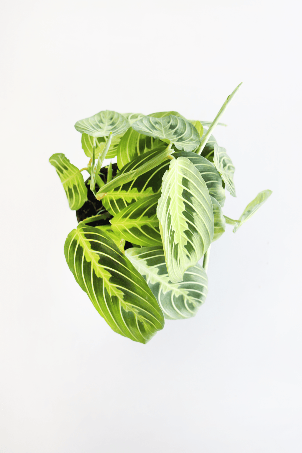 Lemon Lime Prayer Plant - Freedom Ranch