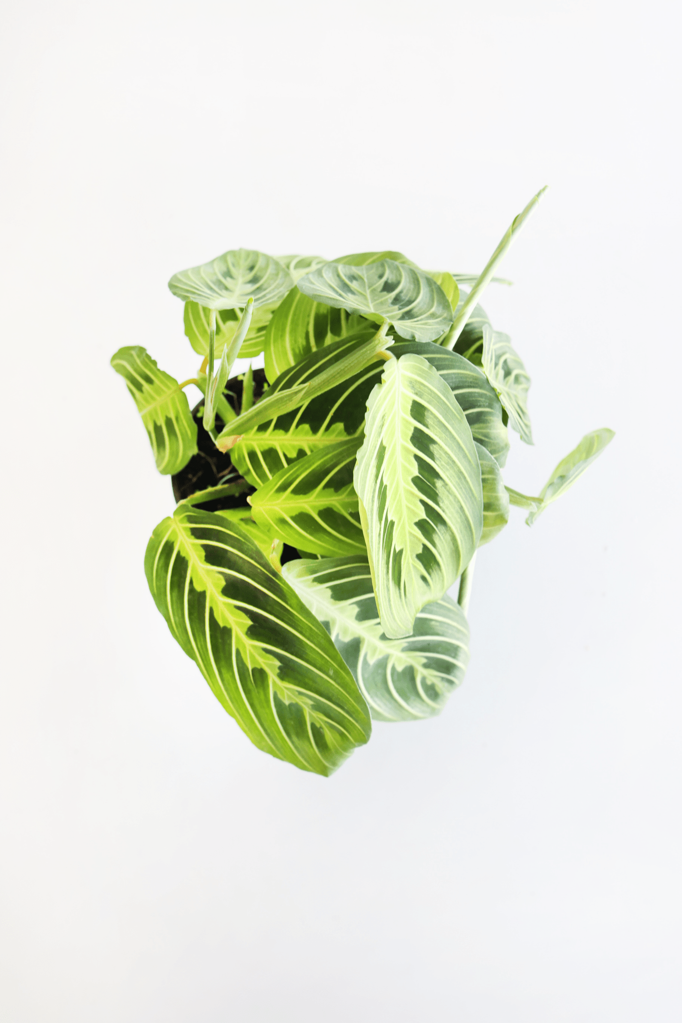 Lemon Lime Prayer Plant - Freedom Ranch
