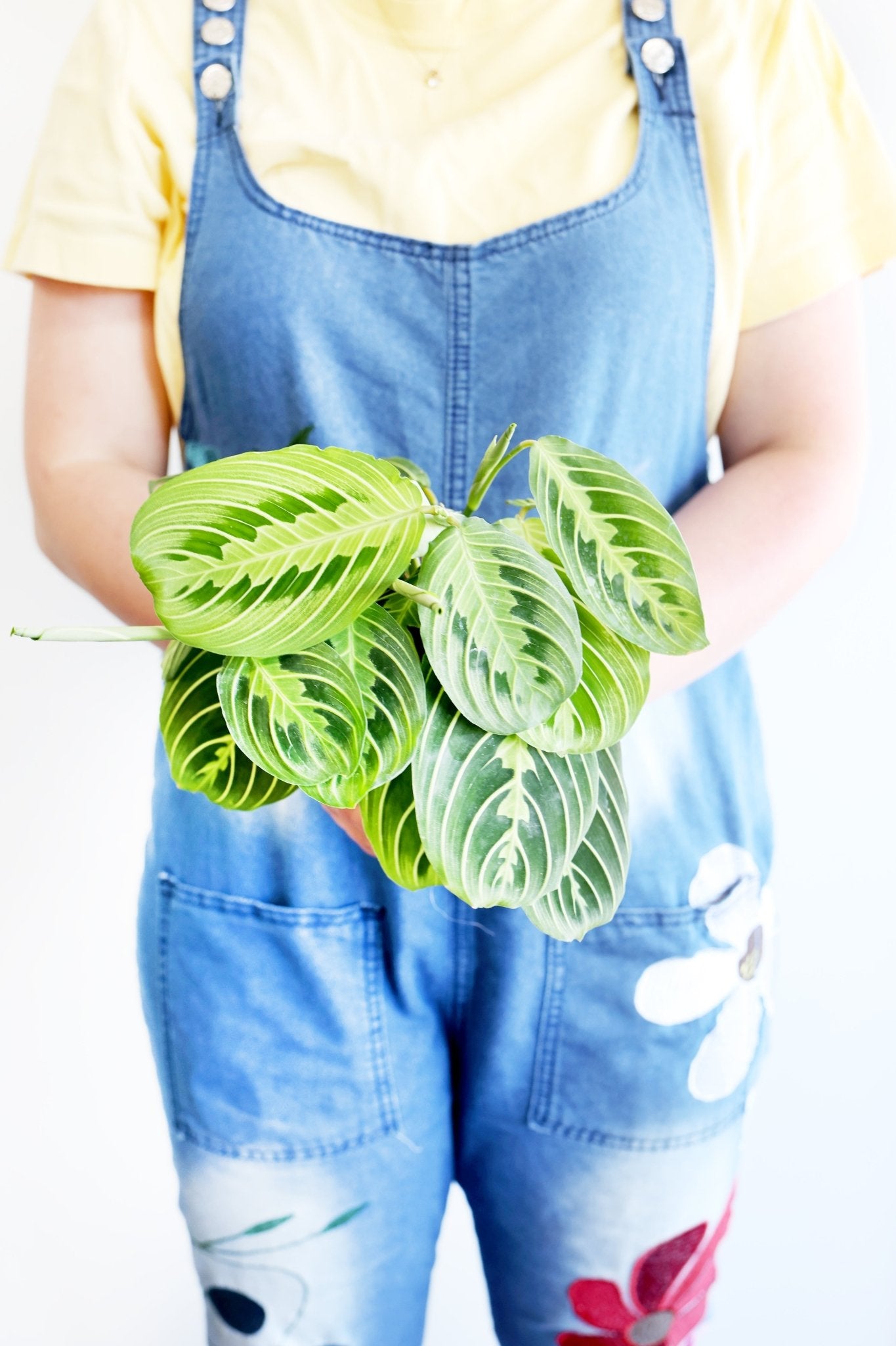 Lemon Lime Prayer Plant - Freedom Ranch
