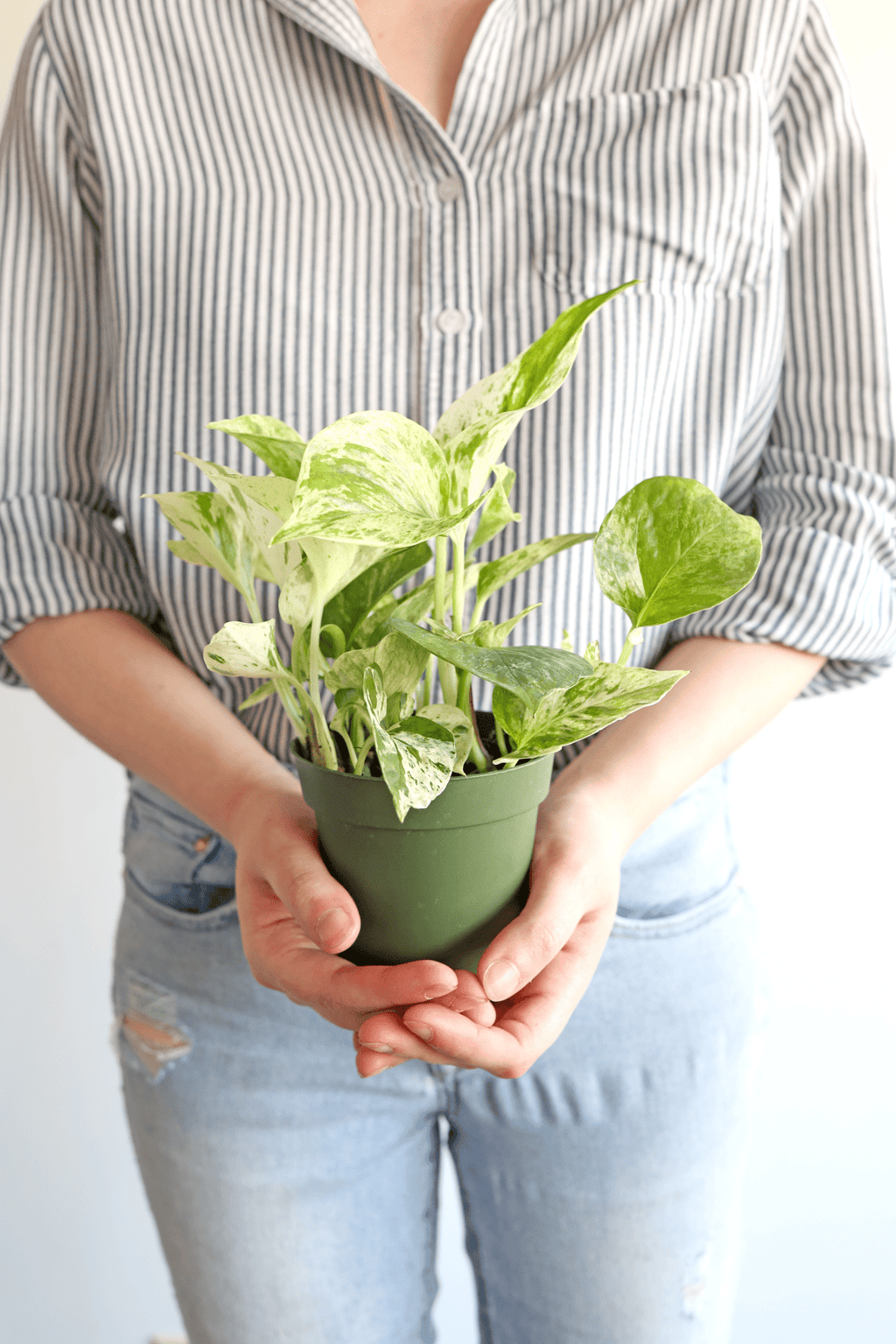 Marble Queen Pothos Plant - Freedom Ranch