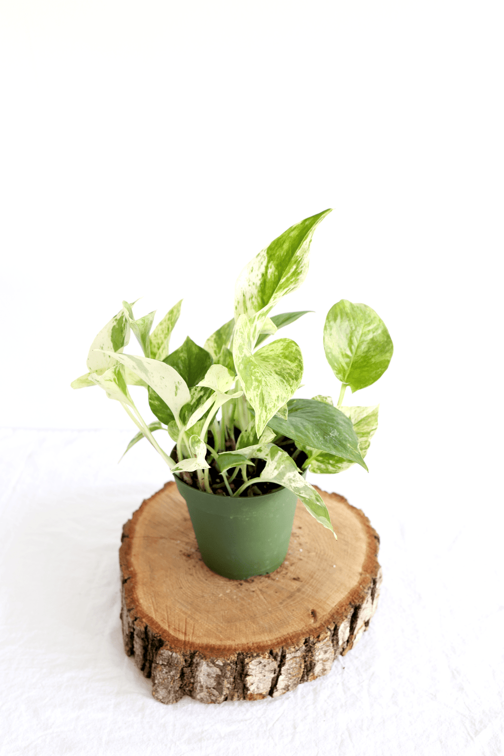Marble Queen Pothos Plant - Freedom Ranch