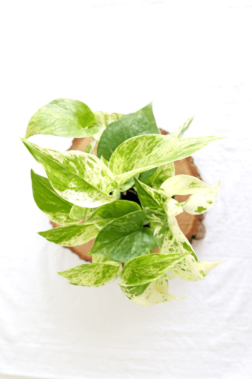 Marble Queen Pothos Plant - Freedom Ranch