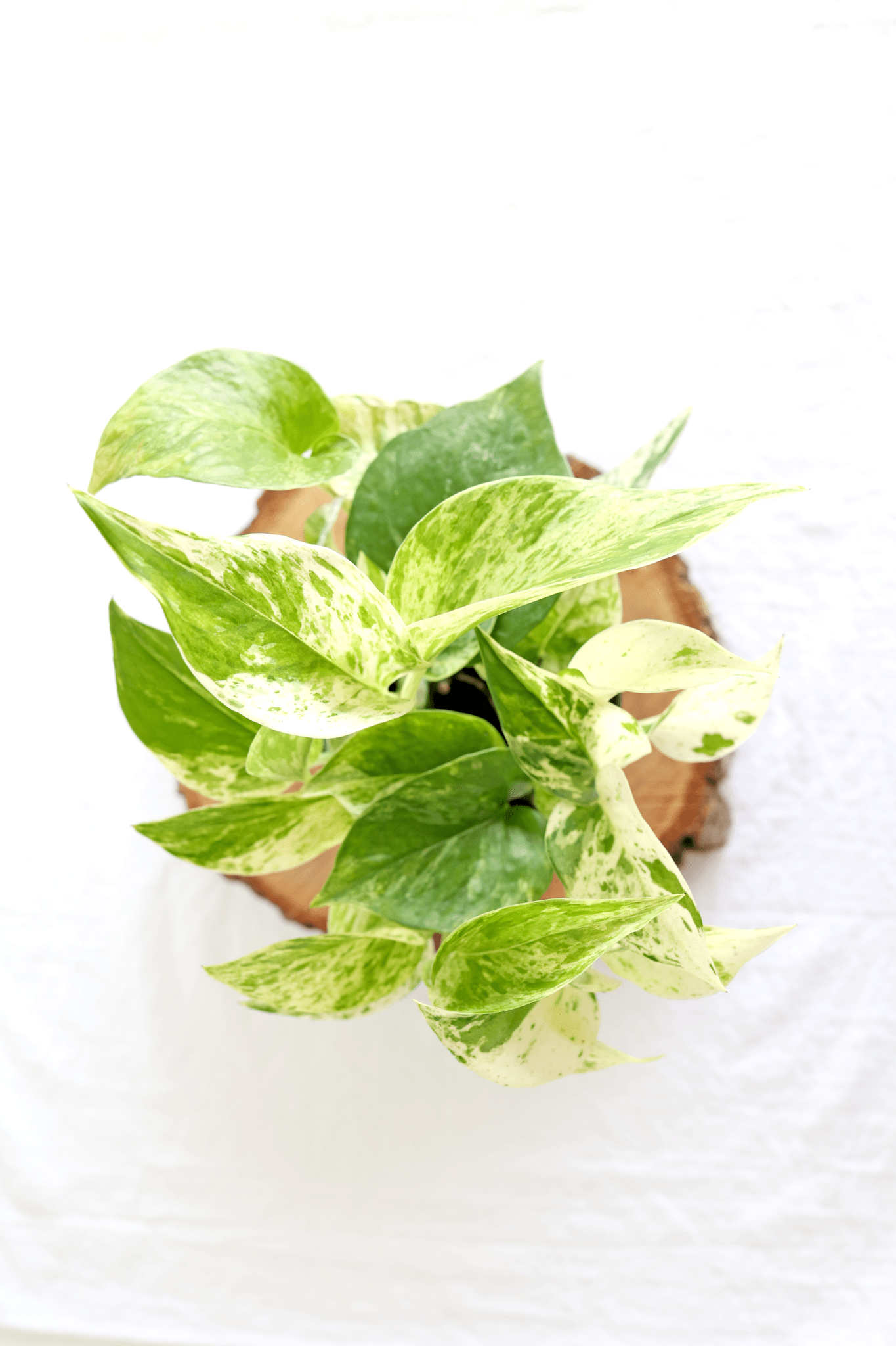 Marble Queen Pothos Plant - Freedom Ranch