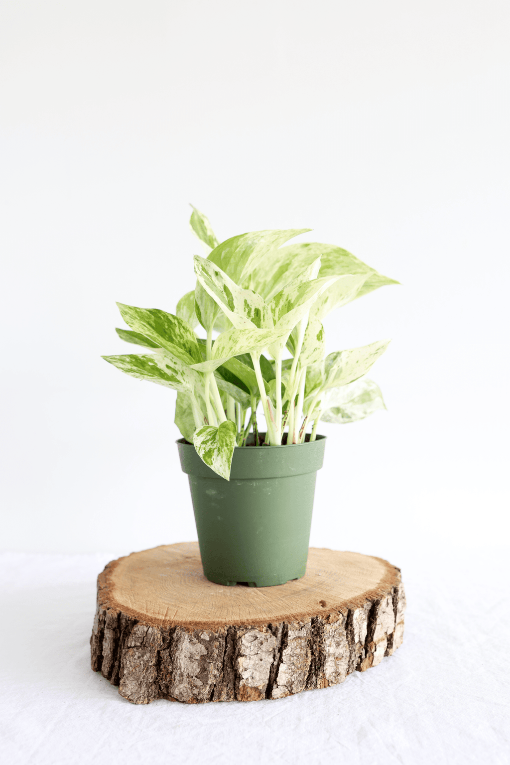Marble Queen Pothos Plant - Freedom Ranch