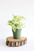 Marble Queen Pothos Plant - Freedom Ranch