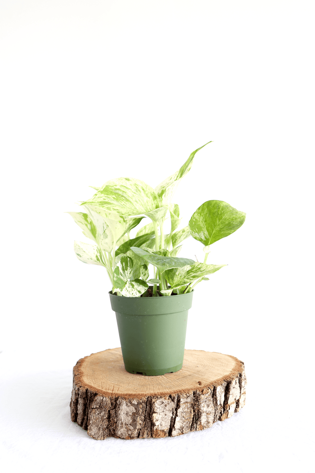 Marble Queen Pothos Plant - Freedom Ranch