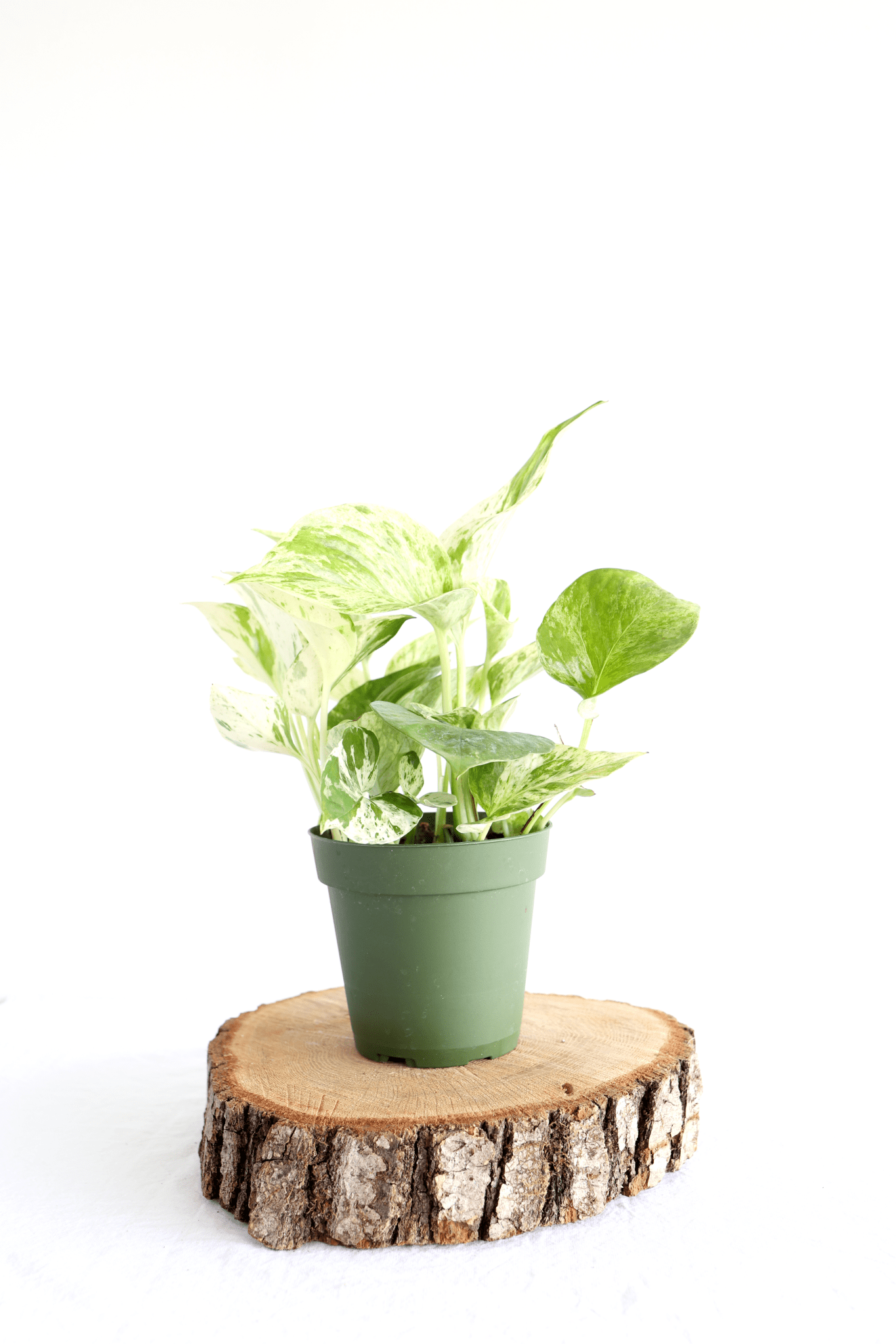 Marble Queen Pothos Plant - Freedom Ranch