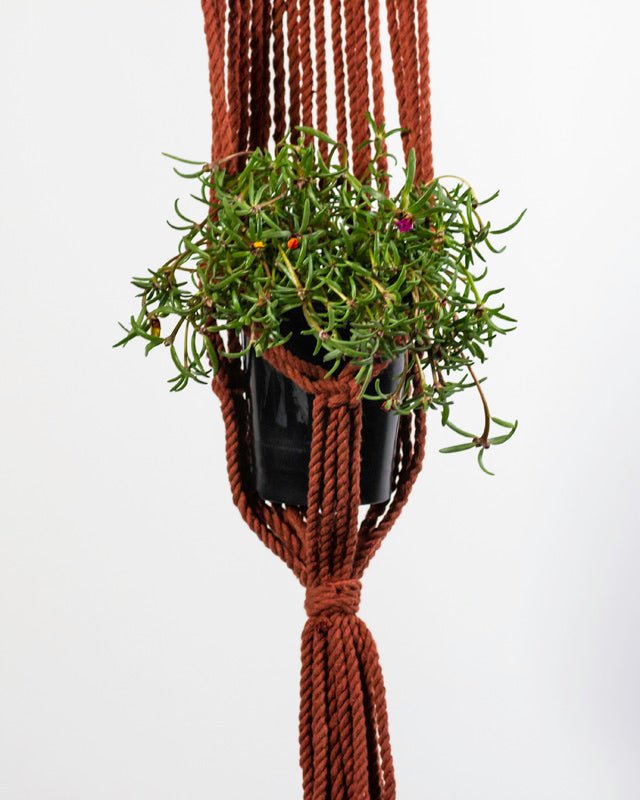 Mombacho Macrame Plant Holder | Tile Red - Freedom Ranch