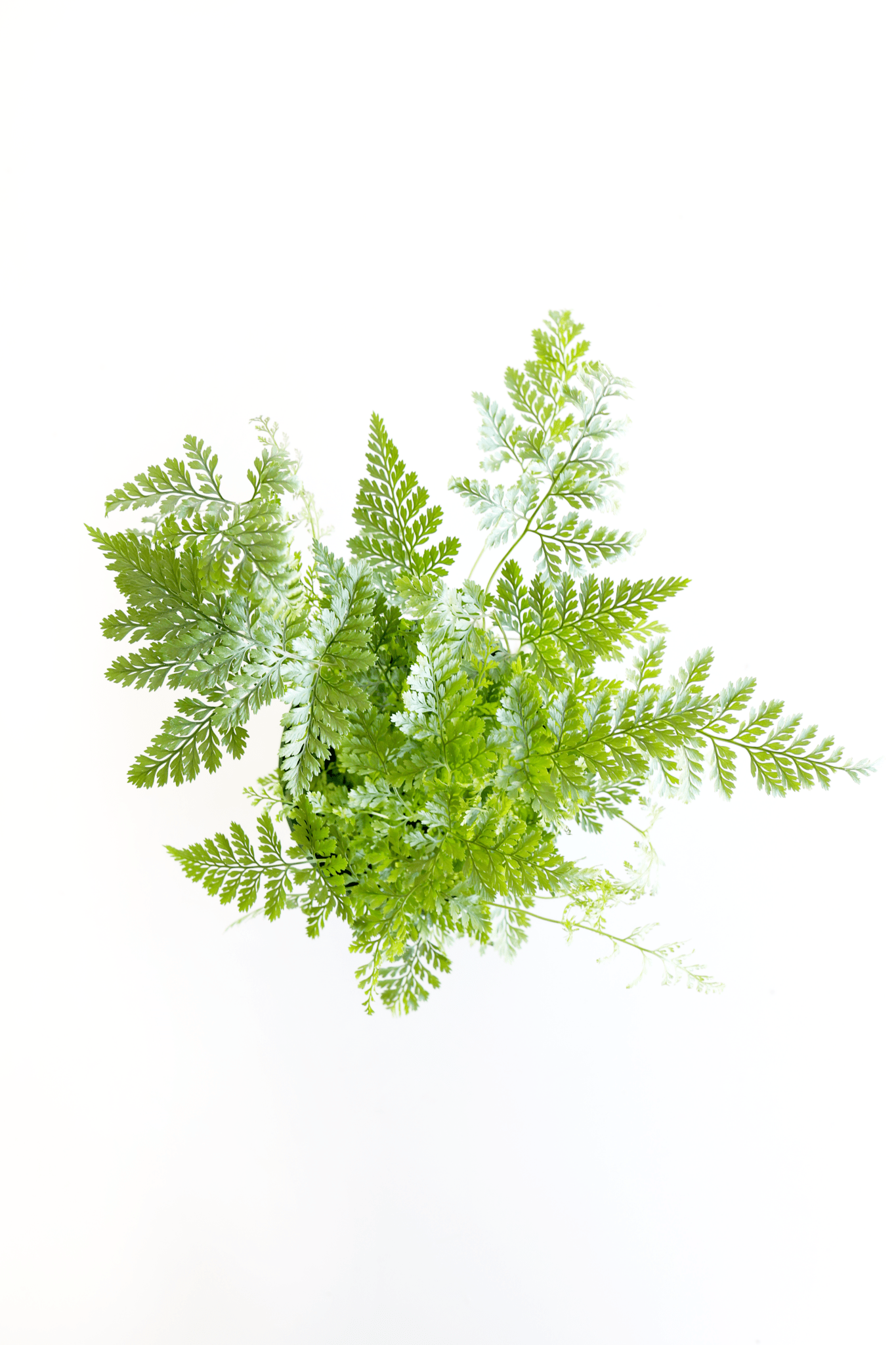 Rabbit's Foot Fern Plant - Freedom Ranch