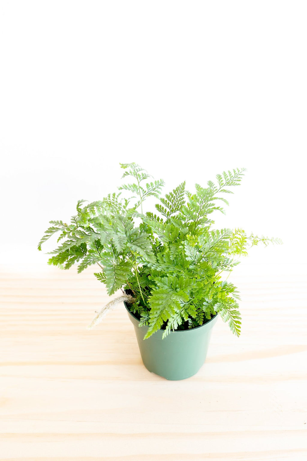 Rabbit's Foot Fern Plant - Freedom Ranch
