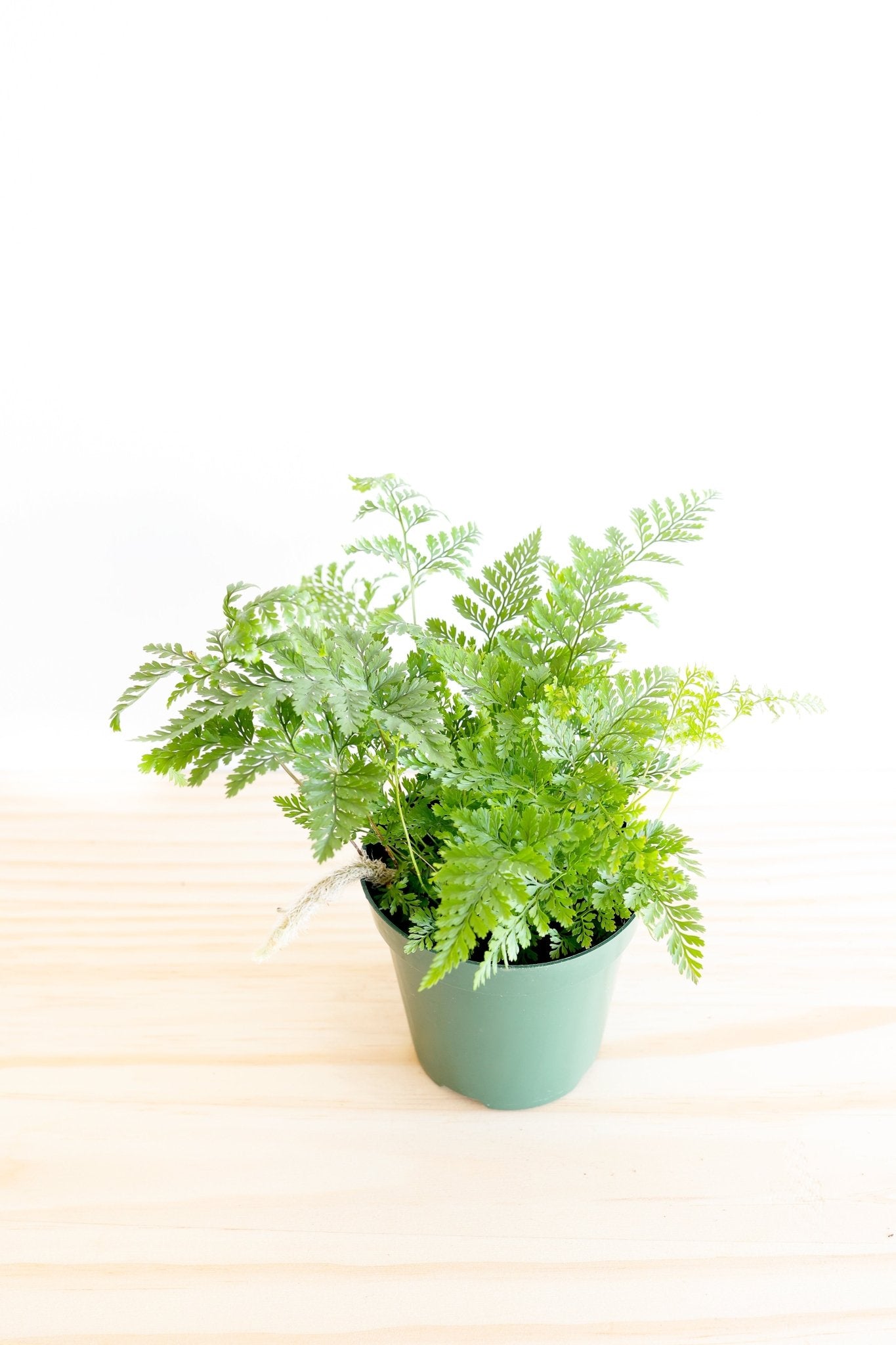 Rabbit's Foot Fern Plant - Freedom Ranch