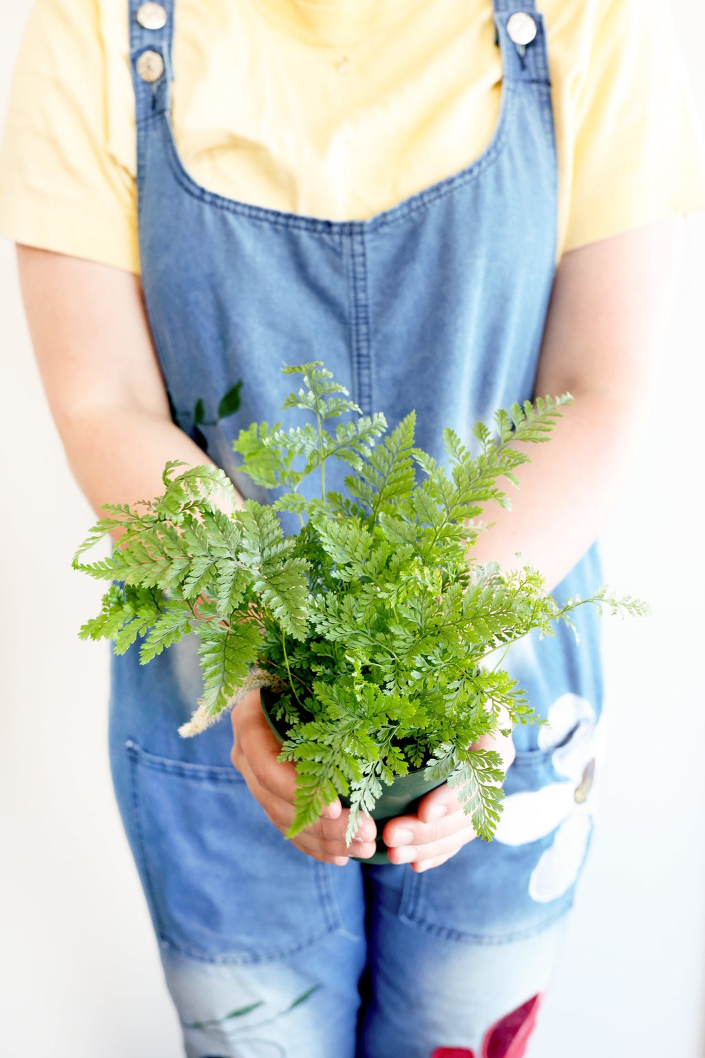 Rabbit's Foot Fern Plant - Freedom Ranch