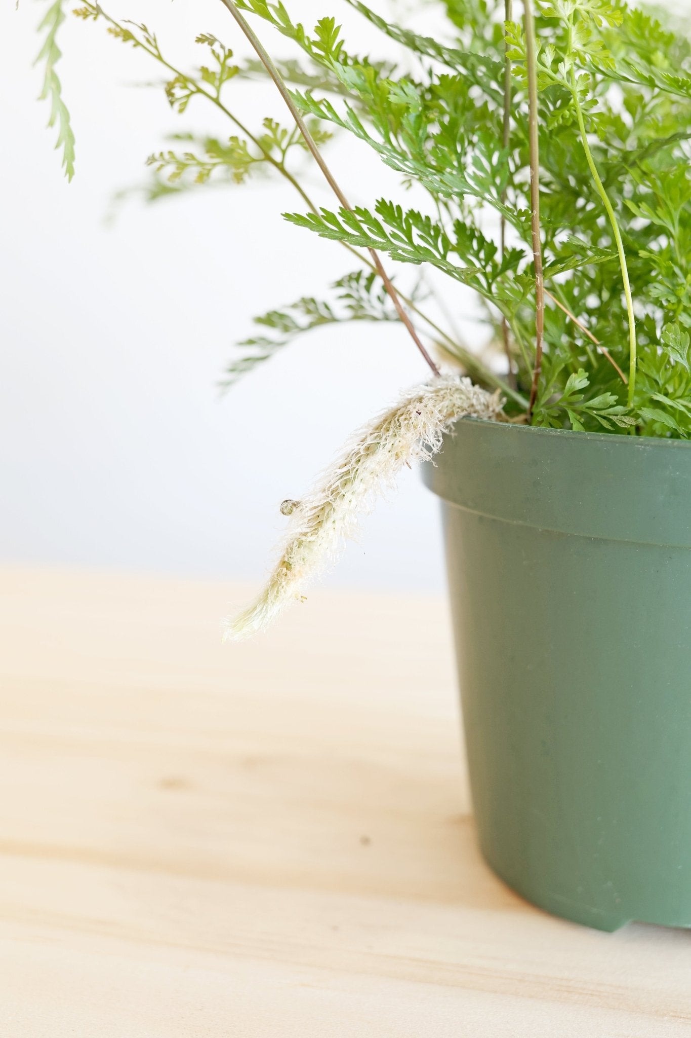 Rabbit's Foot Fern Plant - Freedom Ranch