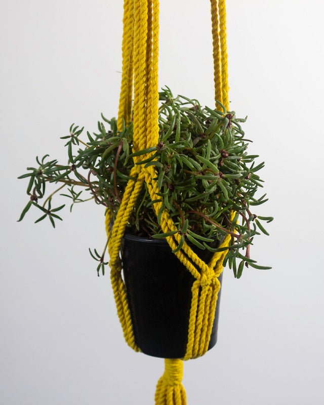 Santana Macrame Plant Holder | Yellow - Freedom Ranch