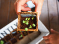 Seed Starters - Freedom Ranch