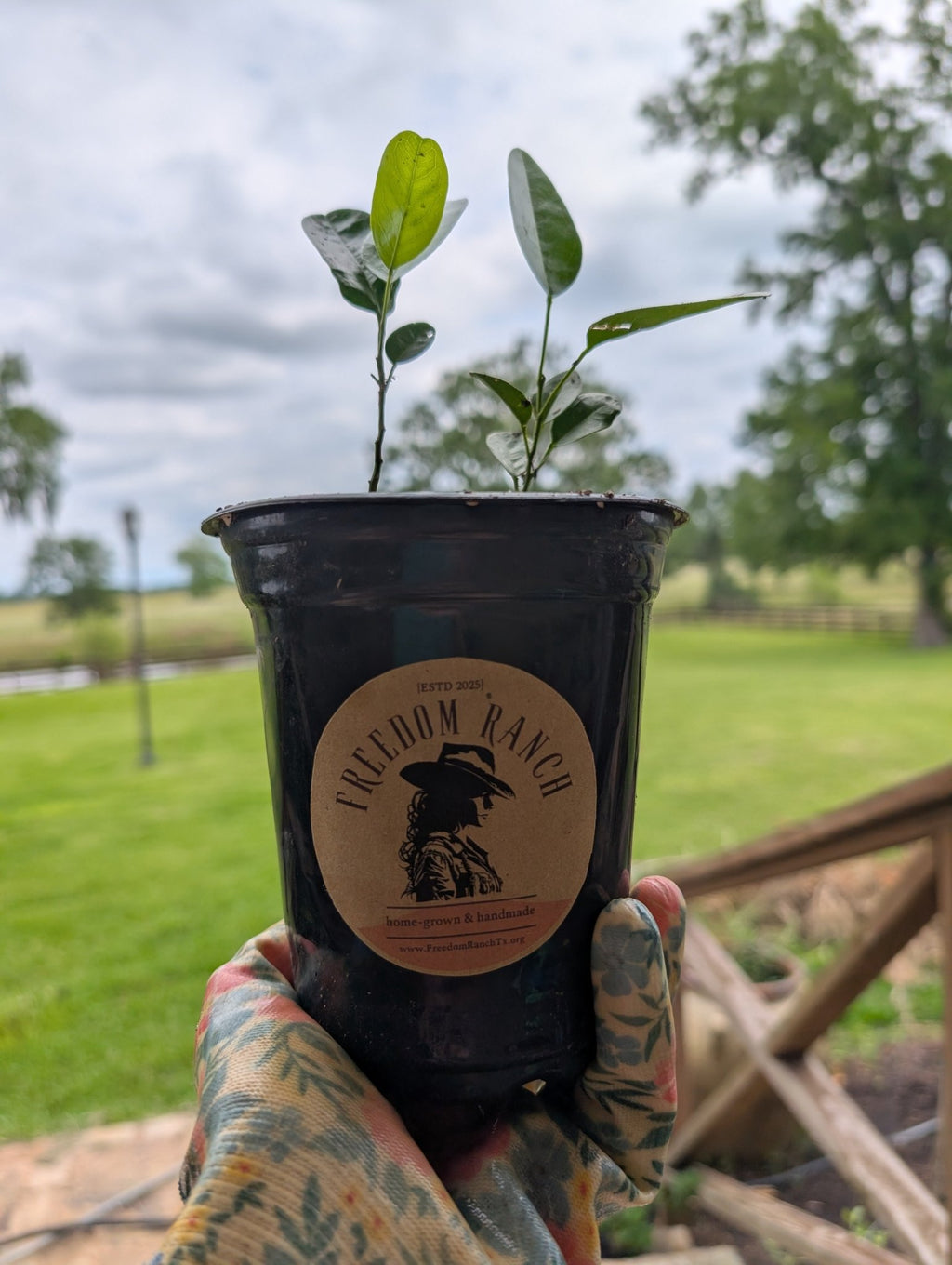 Seed Starters - Freedom Ranch