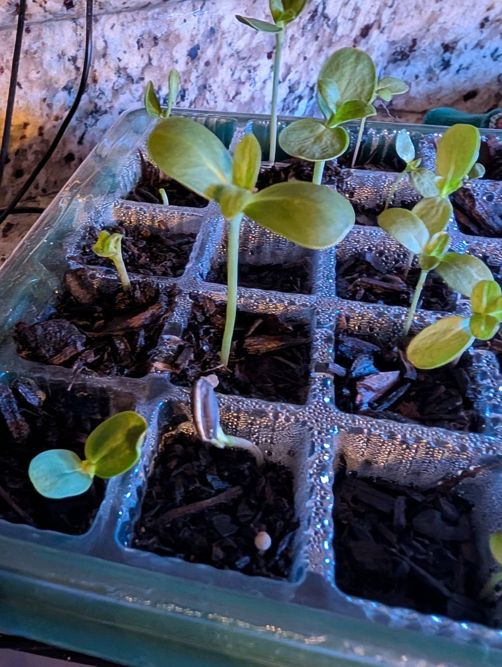 Seed Starters - Freedom Ranch