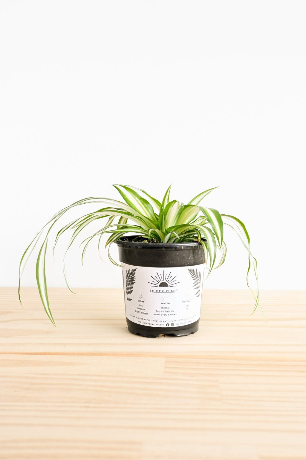 Spider Plant - Freedom Ranch