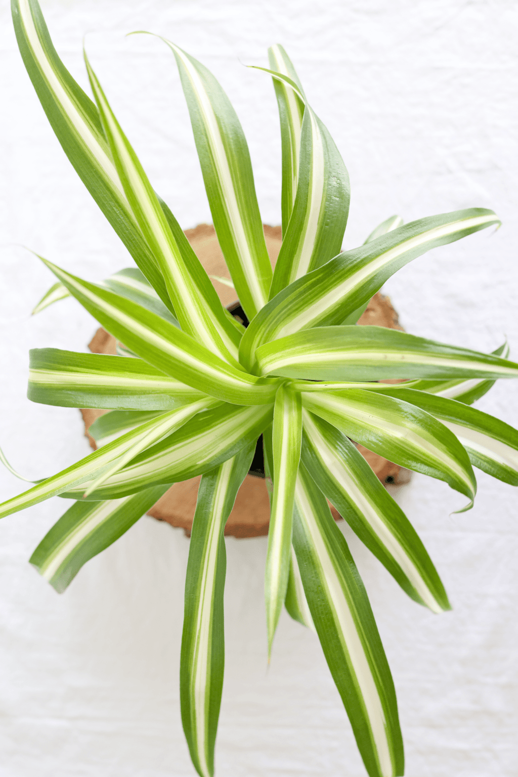Spider Plant - Freedom Ranch