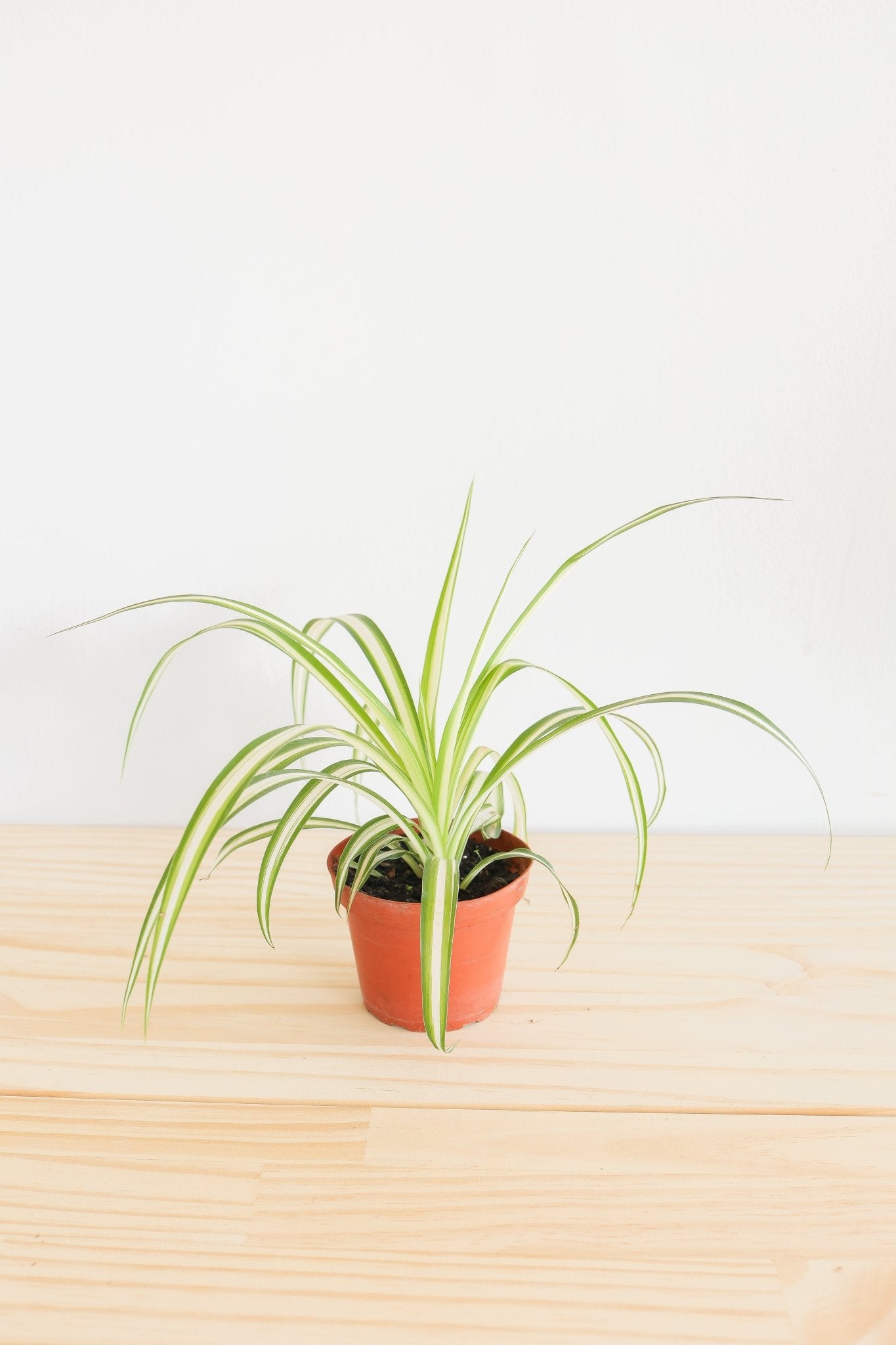 Spider Plant - Freedom Ranch