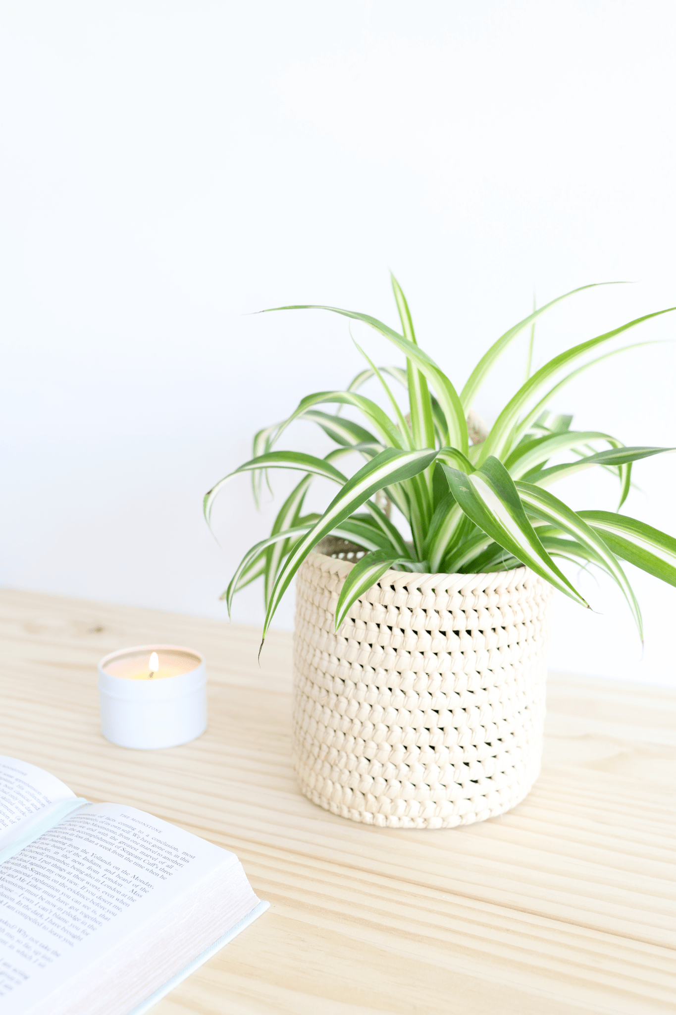Spider Plant - Freedom Ranch