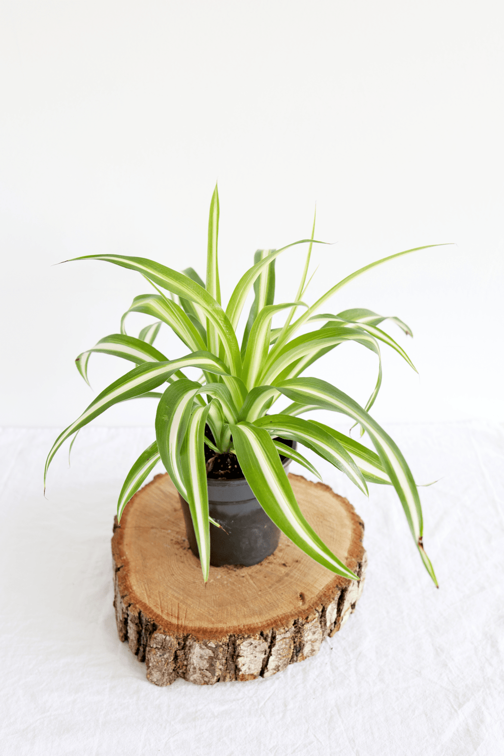 Spider Plant - Freedom Ranch