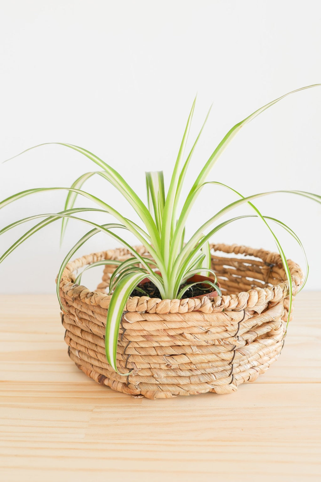 Spider Plant - Freedom Ranch
