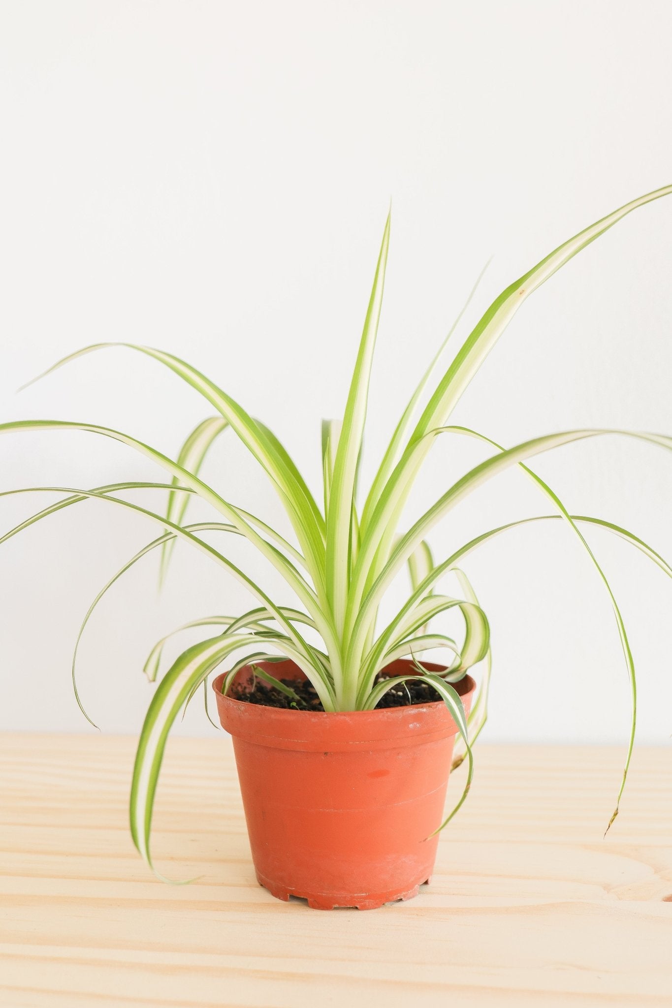 Spider Plant - Freedom Ranch