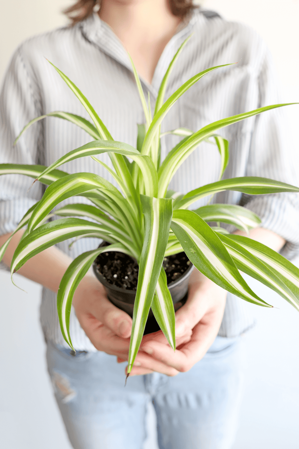 Spider Plant - Freedom Ranch