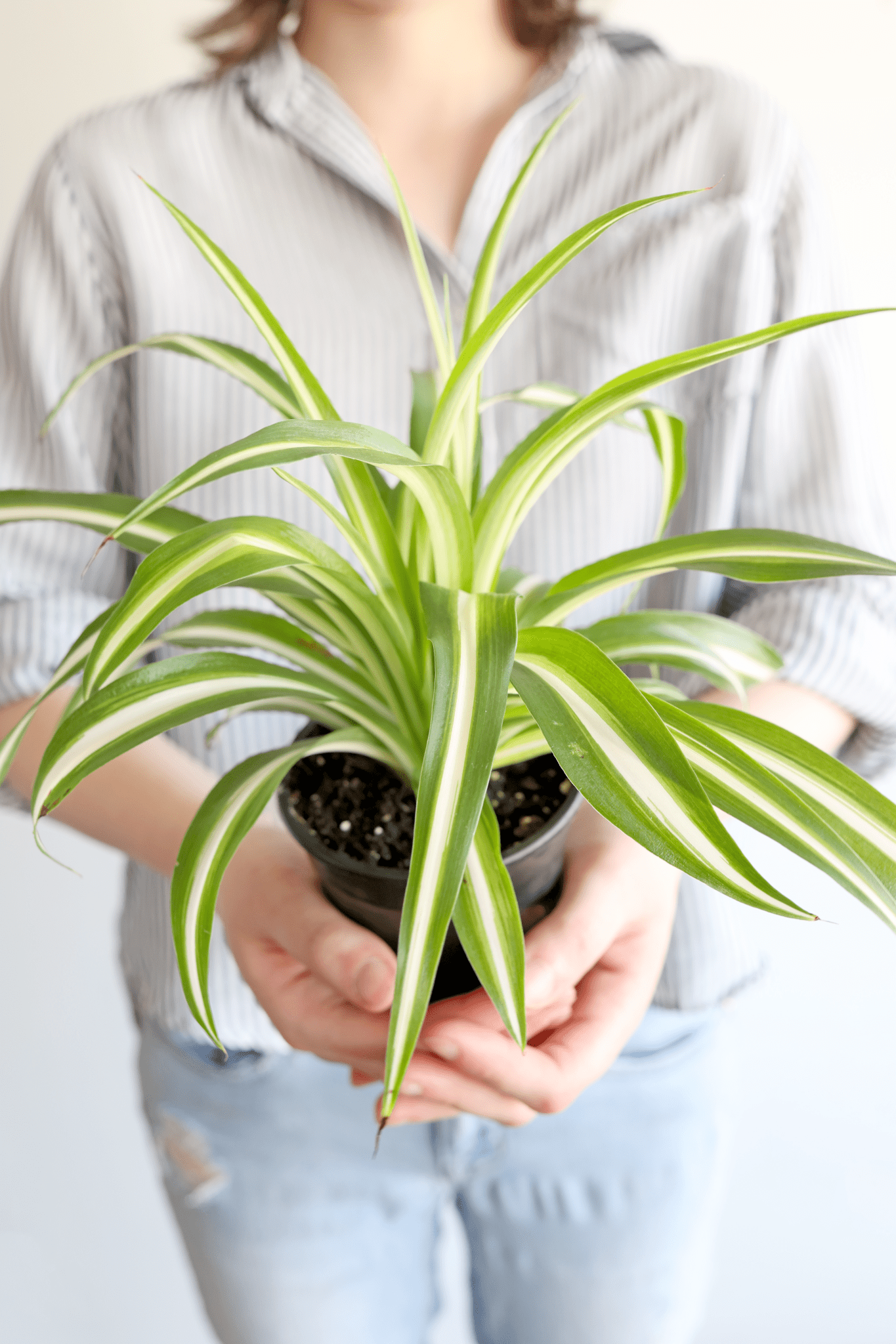 Spider Plant - Freedom Ranch