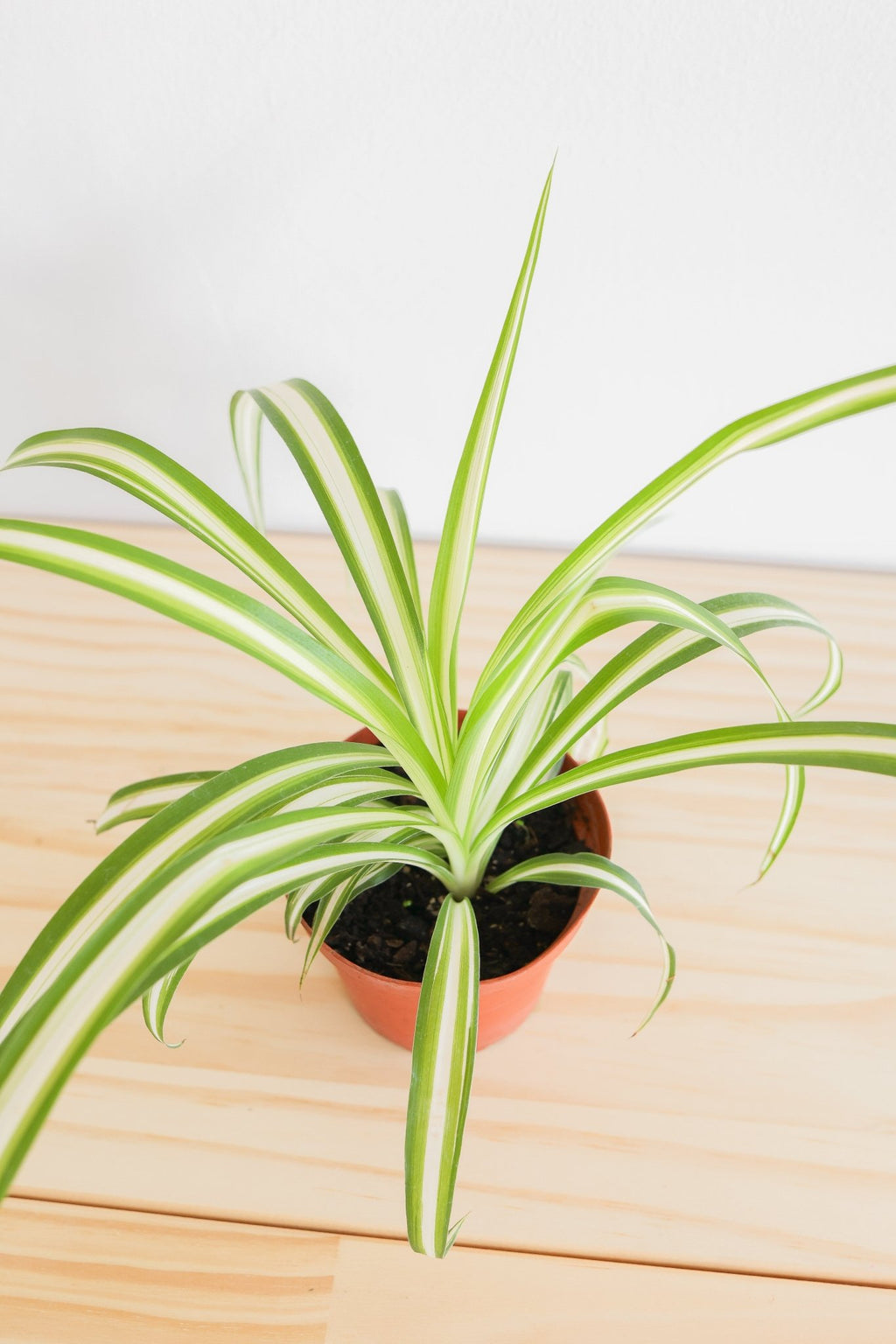 Spider Plant - Freedom Ranch