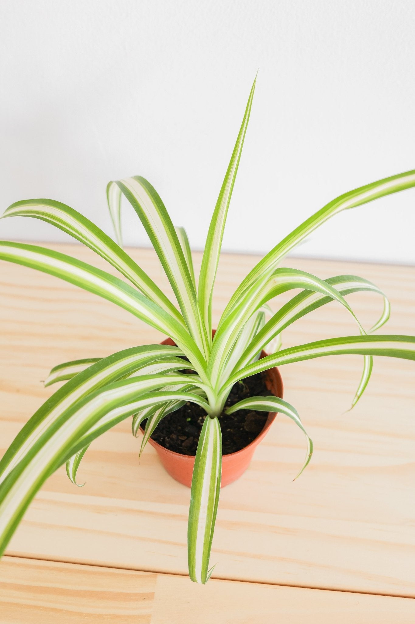 Spider Plant - Freedom Ranch