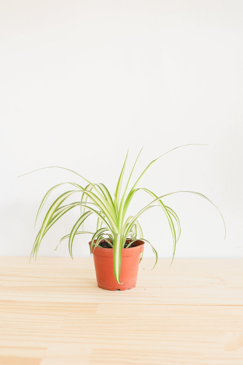 Spider Plant - Freedom Ranch