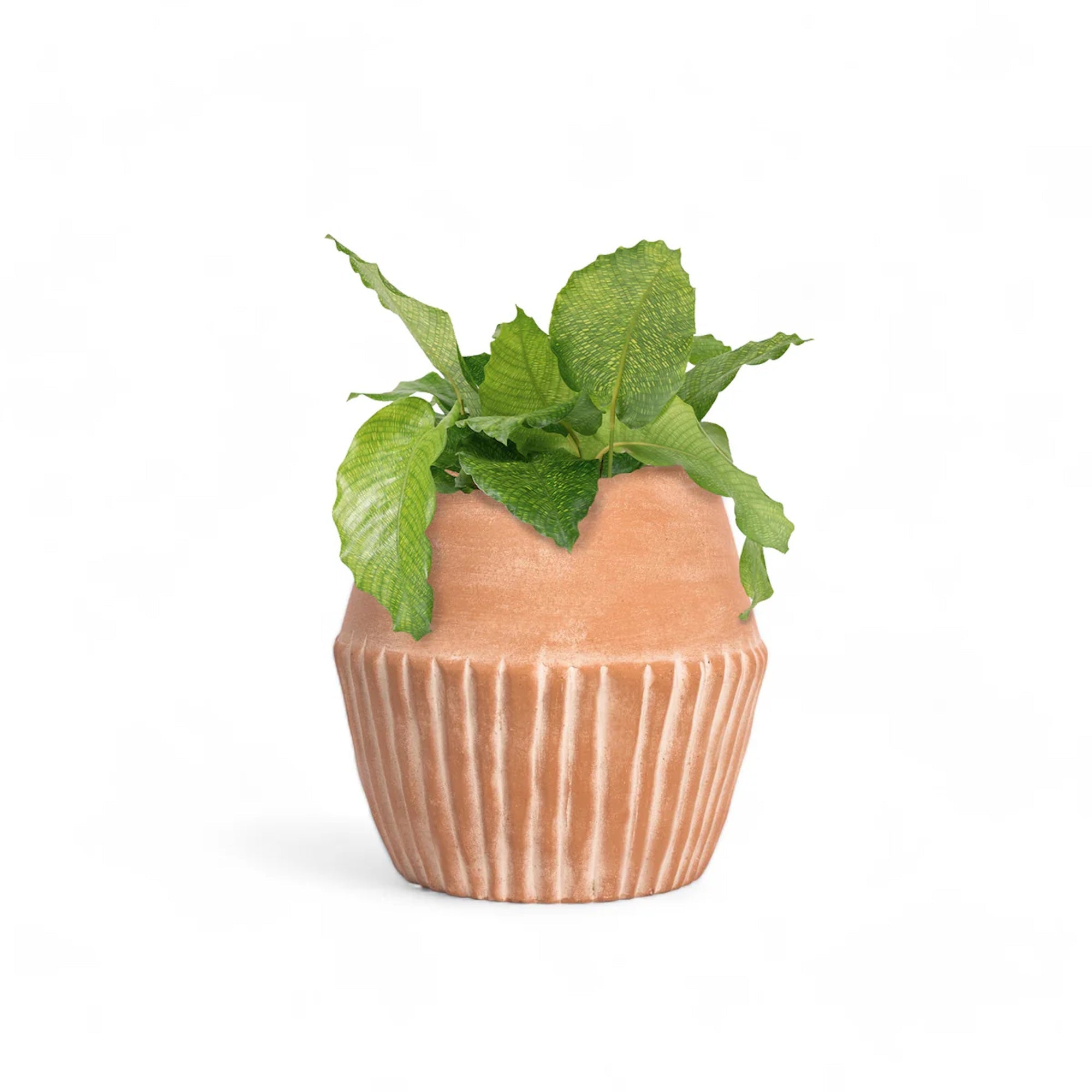 Valentina Planter - Freedom Ranch